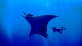 Freediving  Azores 2015 Faial Pico Sao Jorge Graciosa Flores [upl. by Einnol]