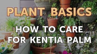 How to Care for Kentia Palm [upl. by Daraj620]