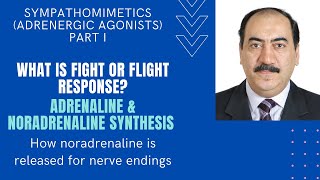 Sympathomimetics Intro  Synthesis amp release of adrenaline amp noradrenaline Edited [upl. by Rizan]