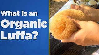 What is an organic luffa [upl. by Dric]