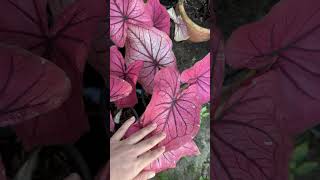 caladiums plants garden บอนสี caladiumlovers บอนสีมีทรัพย์ บอนสีเพชรนิลจินดา [upl. by Ariam]