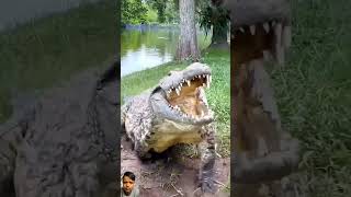 crocodilian amazingfacts animals wildlife factsinhindi automobile eagle animemusic crocodil [upl. by Ahs]