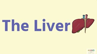 The Liver 2024RefinedBiology Bugbears [upl. by Skiest]