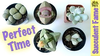 When and WHEN NOT TO Repot your Succulents Timing is Important [upl. by Phionna408]