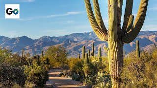 Saguaro National Park [upl. by Aeslehc]