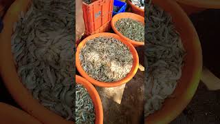 Andhra Pradesh wholesale fish market only rs 100 kg bahut sasta fish [upl. by Anitsuga159]