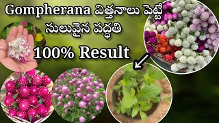 how to grow Gompherana from seeds in telugu growing gompherana from seeds [upl. by Lang]