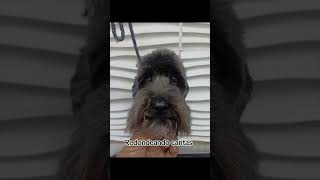 Redondeando cáritas esteticacanina alfredogroomer petgrooming mestizo [upl. by Dnumsed]