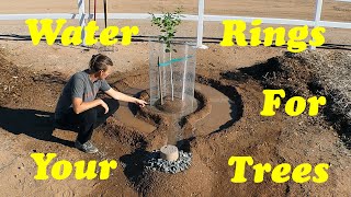 The BEST Way to Water Fruit Trees in the Desert [upl. by Andree]