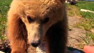 Grizzly Man Trailer [upl. by Eveleen]