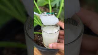 Nutripot Hydrogel Tablet 2 Gm amp 4Gm  Keeps Plants watered  Plan your Vacation or Beat the heat [upl. by Nodearb]