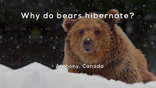 Why do bears hibernate [upl. by Niroht]