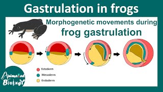 Gastrulation in frog  Morphogenetic movement during Xenopus gastrulation  epiboly  Embryology [upl. by Nosmas]