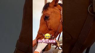 🐴 Bir AT Neden Ağlar 🥺💧😍 [upl. by Eahc]