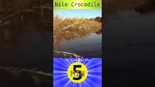 Nile Crocodile  Short [upl. by Appolonia]