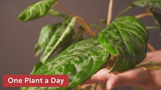 Dieffenbachia oerstedii Dumb cane Houseplant Care — 9 of 365 [upl. by Attenat]