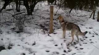 Saarlooswolfhond in Castricum [upl. by Kcirrem286]