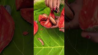 Mamey sapote atau sawo terbesar di dunia shortvideo [upl. by Zoltai]