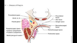 Retropharyngeal space [upl. by Lashonde637]