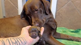 1 Day Old Chocolate Lab Puppies [upl. by Nabe]