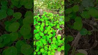 Plant of nasturtium 🌱🌱🌱🌱🌱bebiplants shashigarden ytshorts [upl. by Anis]