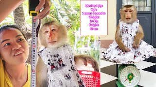 Monkey Lyly is growing so well that her mother was surprised after checking her [upl. by Iow]