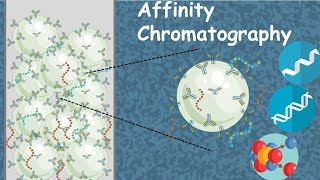 Affinity chromatography in 5 minutes  Affinity purification [upl. by Llerroj]