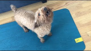 Mini Poodle Dog BARKING LOUD Wants Treat [upl. by Rossy]