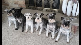 They Make Me Laugh All The Time  Life With 6 Schnauzers [upl. by Dori551]