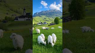 ✨Beautiful Appenzell Switzerland 🇨🇭 switzerland nature travel swissaround [upl. by Ailongam]