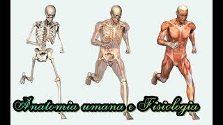 Anatomia e Fisiologia Lezione 3 Sistema muscolare [upl. by Airoled]