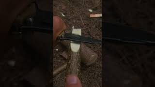 Holz spalten 🔪mit Klappmesser❓️ survival camping natur bushcraft outdoor experiment [upl. by Arhaz]