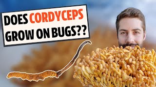 Does Cordyceps Actually Grow On Bugs Know The Difference [upl. by Argent882]