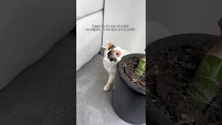 Esto fue lo que realmente pasó en mi departamento 🥺 viralvideo miedo cat [upl. by Julius414]