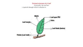 External structure of a Leaf [upl. by Bushore]