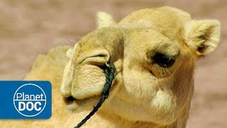 Camellos y Dromedarios  Nómadas del Sahara [upl. by Yenetruoc]