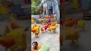 rang barangy chuzy aagy parrot birds funny chicken cute song hen chick chickes chicks [upl. by Cavallaro]