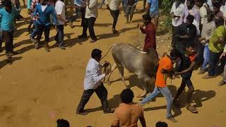 brahmanapalli jallikattu 16012021 [upl. by Atterol]