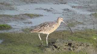 Longbilled Curlew bird foraging at the Bolsa Chica Ecological Reserve [upl. by Ecilegna]