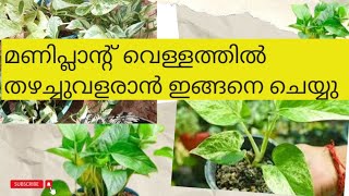 മണിപ്ലാന്റ് വെള്ളത്തിൽ തഴച്ചു വളരാൻ  Tip to Grow Money Plant in Water  Pothos Caring [upl. by Nerehs]