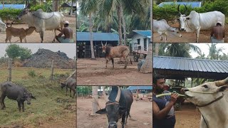 Kangayam Cow  Milking  Cow Treatment  Sevalai Bull  Old Cow Milking  Episode  72 [upl. by Arelus]