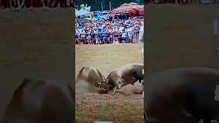 সারের লড়াই Ox fight [upl. by Hugon]