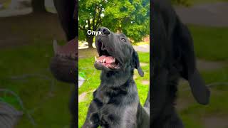 DogOnyx is Always Happy and Playful dog yt foryou shortsfeed fyp doglover [upl. by Bax]