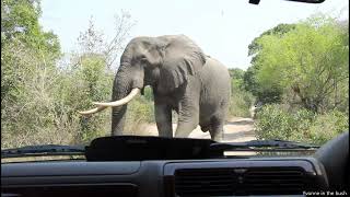 Elephants walking past us [upl. by Quickman690]