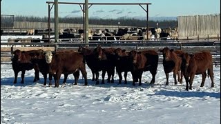 6U Cattle Company  30 MarchApril RedRBF Bred Heifers Manning AB [upl. by Andres]