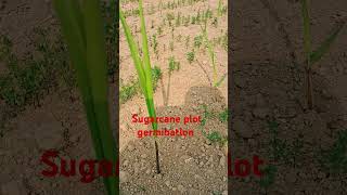 Sugarcane plot germination sugarcanefarming sugarcanecultivation farming shortvideo [upl. by Romonda]