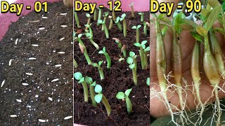 Easiest way to grow Adenium from seeds [upl. by Mcnelly955]