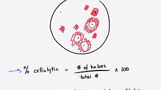 Cellulase Lab Review Units 812 [upl. by Coonan]