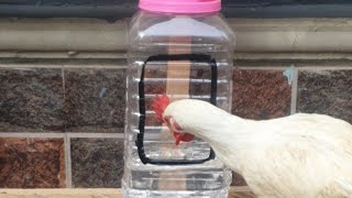 How To Make Drinker For Chickens With Waste Plastic Material Without Spending Money [upl. by Barty]