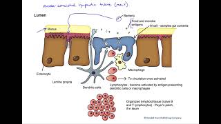 Mucosa associated lymphatic tissue [upl. by Eilrahc660]